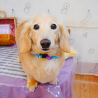 【池下店】2024年5月5日のワンちゃん達♪