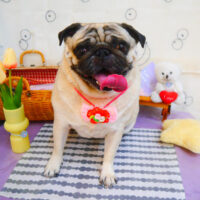 【池下店】2024年5月9日のワンちゃん達♪