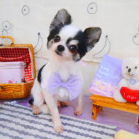 【池下店】2024年5月10日のワンちゃん達♪