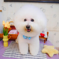 【池下店】2024年5月11日のワンちゃん達♪