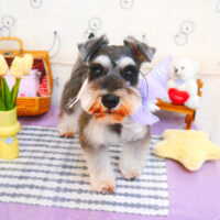 【池下店】2024年5月17日のワンちゃん達♪