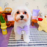 【池下店】2024年5月19日のワンちゃん達♪