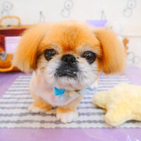 【池下店】2024年5月20日のワンちゃん達♪