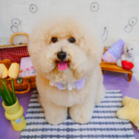 【池下店】2024年5月23日のワンちゃん達♪