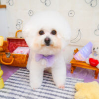 【池下店】2024年5月24日のワンちゃん達♪