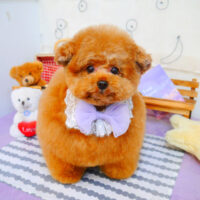 【池下店】2024年5月25日のワンちゃん達♪