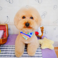 【池下店】2024年5月26日のワンちゃん達♪