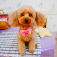 【池下店】2024年5月27日のワンちゃん達♪