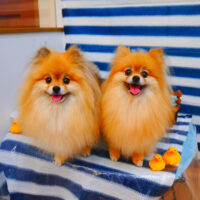 【池下店】2024年5月29日のワンちゃん達♪