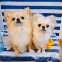 【池下店】2024年5月30日のワンちゃん達♪