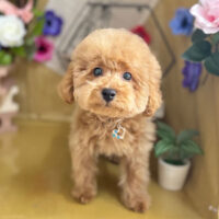 【本店】2024年5月3日のワンちゃん達♪