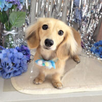 【本店】2024年6月6日のワンちゃん達♪