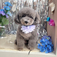 【本店】2024年6月10日のワンちゃん達♪