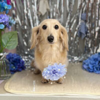 【本店】2024年6月1日のワンちゃん達♪