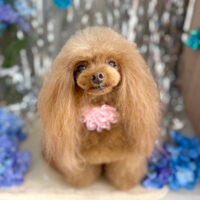 【本店】2024年6月29日のワンちゃん達♪