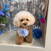 【本店】2024年6月8日のワンちゃん達♪