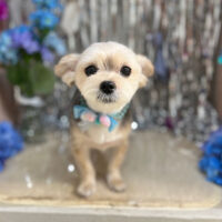 【本店】2024年6月9日のワンちゃん達♪