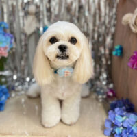 【本店】2024年6月16日のワンちゃん達♪