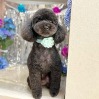 【本店】2024年6月27日のワンちゃん達♪