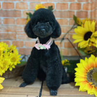 【本店】2024年6月30日のワンちゃん達♪