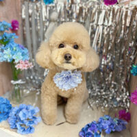 【本店】2024年6月15日のワンちゃん達♪