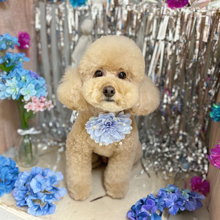 【本店】2024年6月15日のワンちゃん達♪