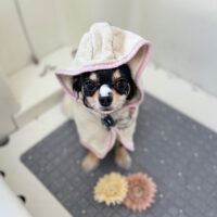 【本店】2024年6月21日のワンちゃん達♪