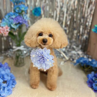 【本店】2024年6月28日のワンちゃん達♪