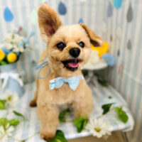 【山手店】2024年6月2日のワンちゃん達♪