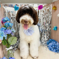 【本店】2024年6月3日のワンちゃん達♪