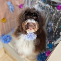 【本店】2024年6月7日のワンちゃん達♪