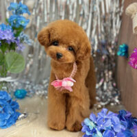 【本店】2024年6月13日のワンちゃん達♪