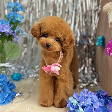 【本店】2024年6月13日のワンちゃん達♪