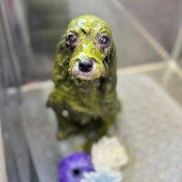 【本店】2024年6月14日のワンちゃん達♪