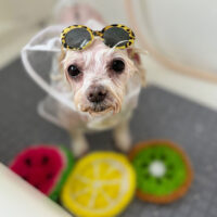 【本店】2024年6月2日のワンちゃん達♪