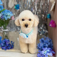 【本店】2024年6月20日のワンちゃん達♪