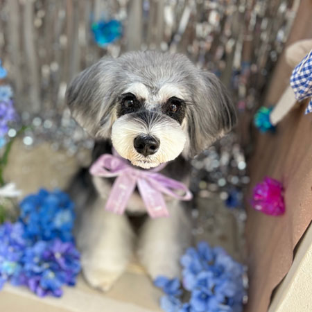 【本店】2024年6月22日のワンちゃん達♪