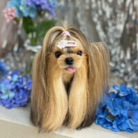 【本店】2024年6月23日のワンちゃん達♪