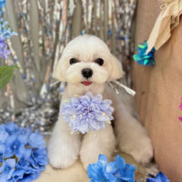 【本店】2024年6月24日のワンちゃん達♪