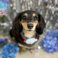 【本店】2024年6月17日のワンちゃん達♪