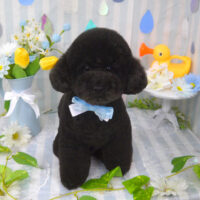 【山手店】2024年6月3日のワンちゃん達♪