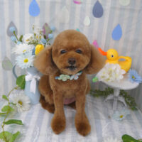 【山手店】2024年6月6日のワンちゃん達♪