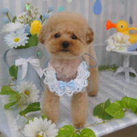 【山手店】2024年6月7日のワンちゃん達♪