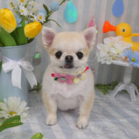 【山手店】2024年6月8日のワンちゃん達♪