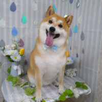 【山手店】2024年6月9日のワンちゃん達♪