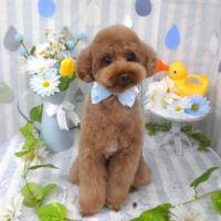 【山手店】2024年6月10日のワンちゃん達♪