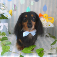 【山手店】2024年6月13日のワンちゃん達♪