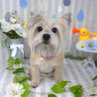 【山手店】2024年6月14日のワンちゃん達♪