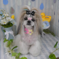 【山手店】2024年6月15日のワンちゃん達♪