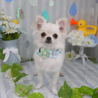 【山手店】2024年6月16日のワンちゃん達♪